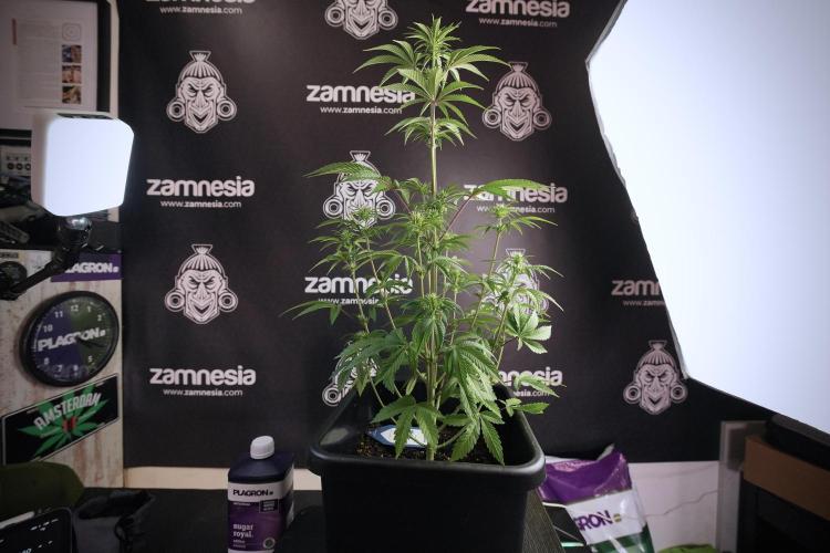 Animal Mints-Legends of the Frozen North. Week 6 - Plant B