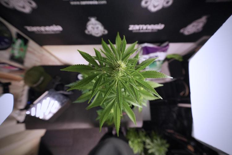 Animal Mints-Legends of the Frozen North. Week 6 - Plant B