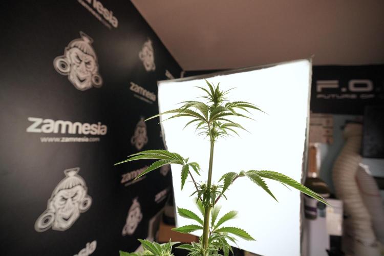 Animal Mints-Legends of the Frozen North. Week 6 - Plant B