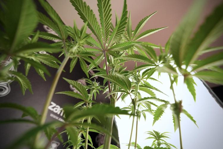 Animal Mints-Legends of the Frozen North. Week 6 - Plant B