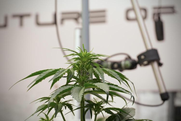 Animal Mints-Legends of the Frozen North. Week 6 - Room and Vibes 