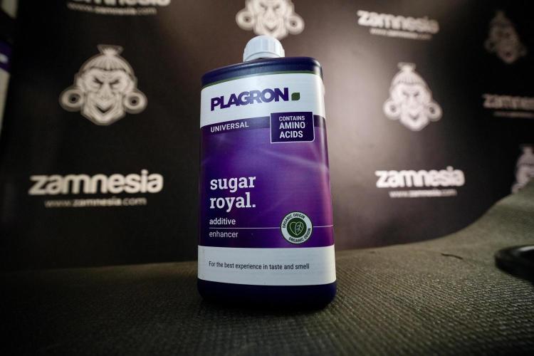 Animal Mints-Legends of the Frozen North. Week 6 - Sugar Royal 