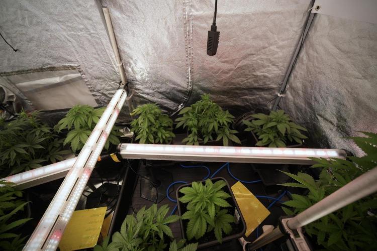 SOUR DIESEL-The Ascension of a Legend. Week 7 - Room and views 