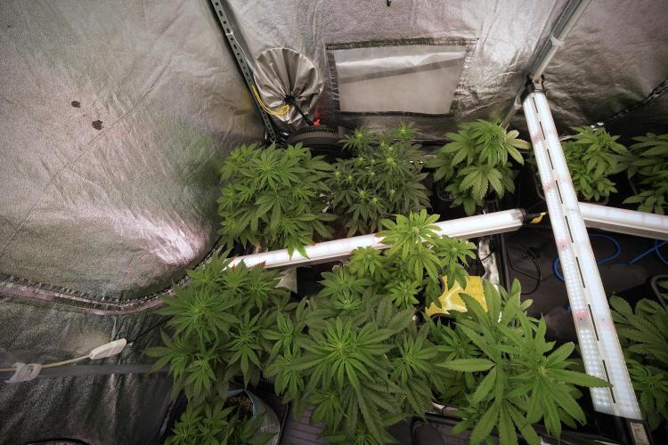 SOUR DIESEL-The Ascension of a Legend. Week 7 - Room and views 