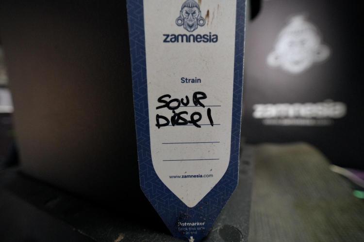 SOUR DIESEL-The Ascension of a Legend. Week 7 - Sour Diesel 