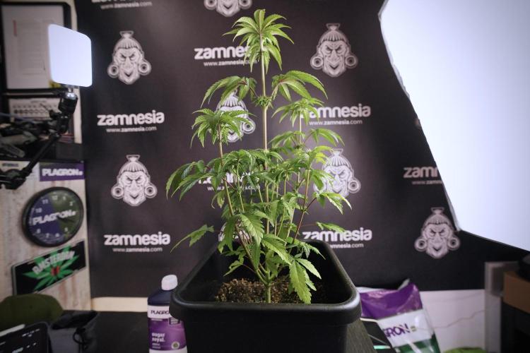 SOUR DIESEL-The Ascension of a Legend. Week 7 - Sour Diesel 