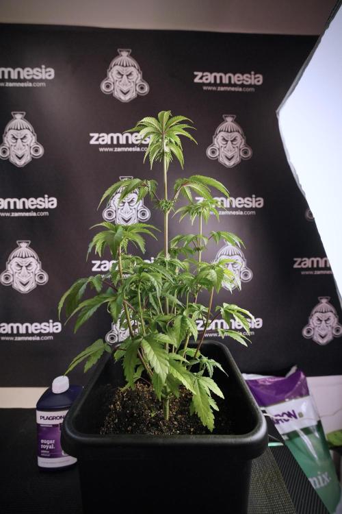 SOUR DIESEL-The Ascension of a Legend. Week 7 - Sour Diesel 