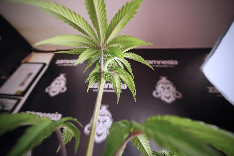 SOUR DIESEL-The Ascension of a Legend. Week 7 - Sour Diesel 