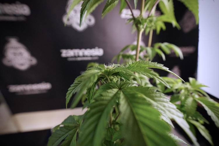 SOUR DIESEL-The Ascension of a Legend. Week 7 - Sour Diesel 