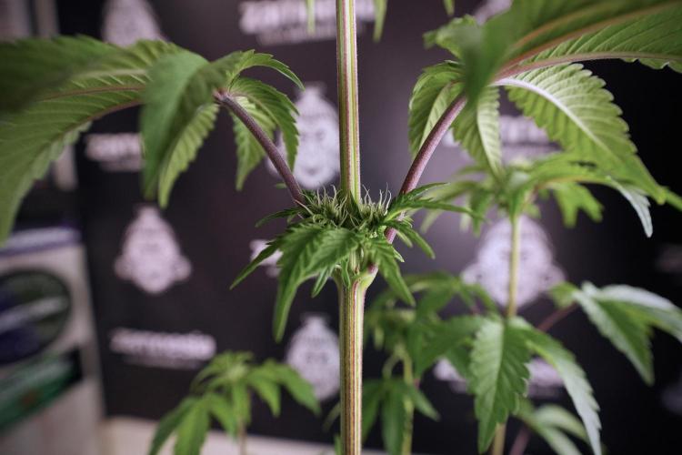 SOUR DIESEL-The Ascension of a Legend. Week 7 - Sour Diesel 