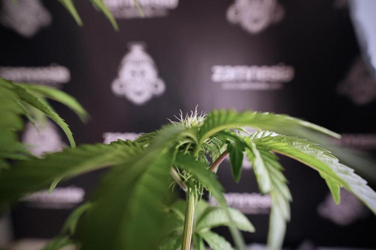 SOUR DIESEL-The Ascension of a Legend. Week 7 - Sour Diesel 