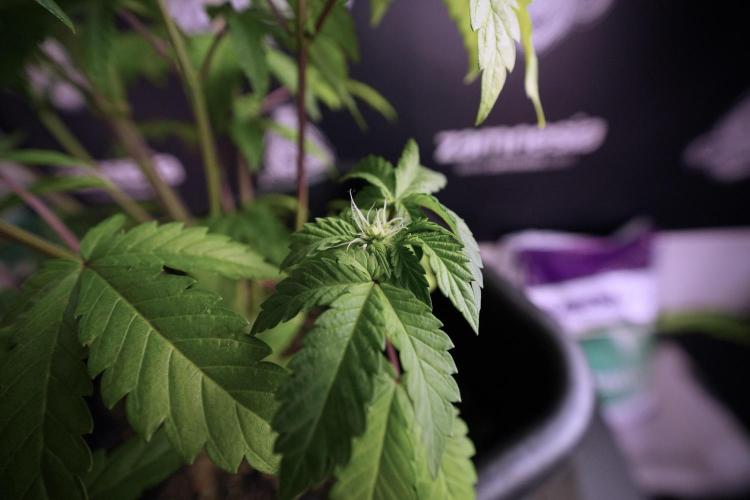 SOUR DIESEL-The Ascension of a Legend. Week 7 - Sour Diesel 