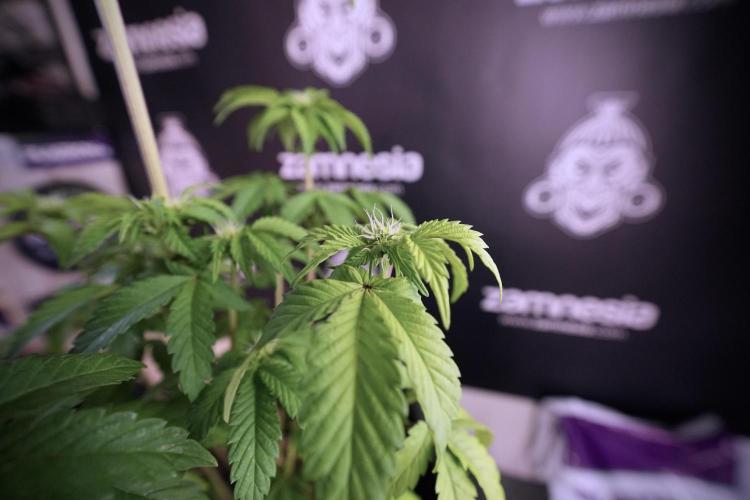 SOUR DIESEL-The Ascension of a Legend. Week 7 - Sour Diesel 