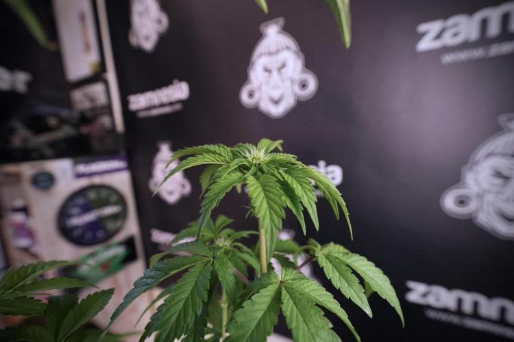 SOUR DIESEL-The Ascension of a Legend. Week 7 - Sour Diesel 