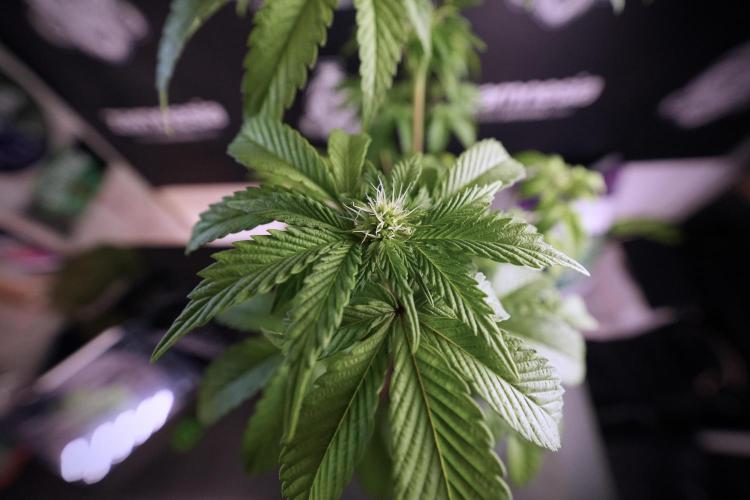 SOUR DIESEL-The Ascension of a Legend. Week 7 - Sour Diesel 