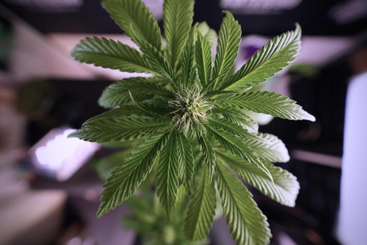 SOUR DIESEL-The Ascension of a Legend. Week 7 - Sour Diesel 