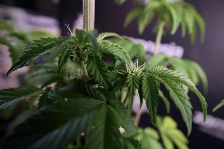 SOUR DIESEL-The Ascension of a Legend. Week 7 - Sour Diesel 