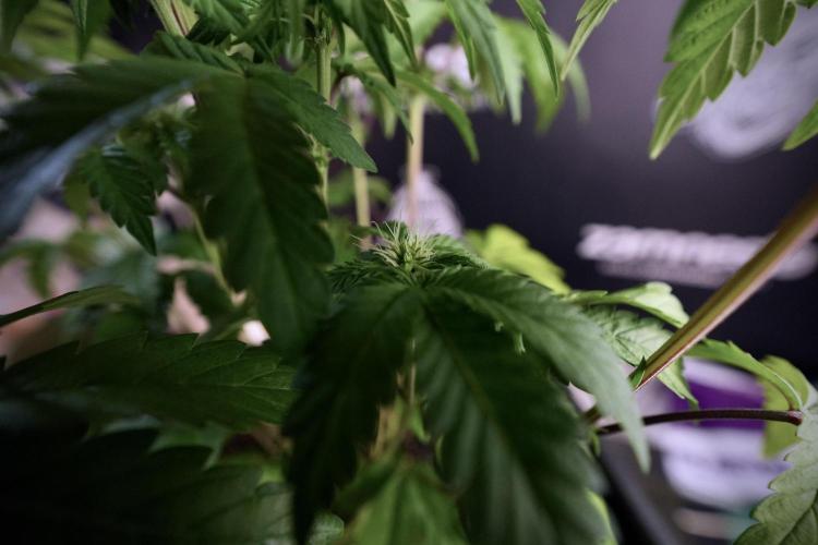 SOUR DIESEL-The Ascension of a Legend. Week 7 - Sour Diesel 