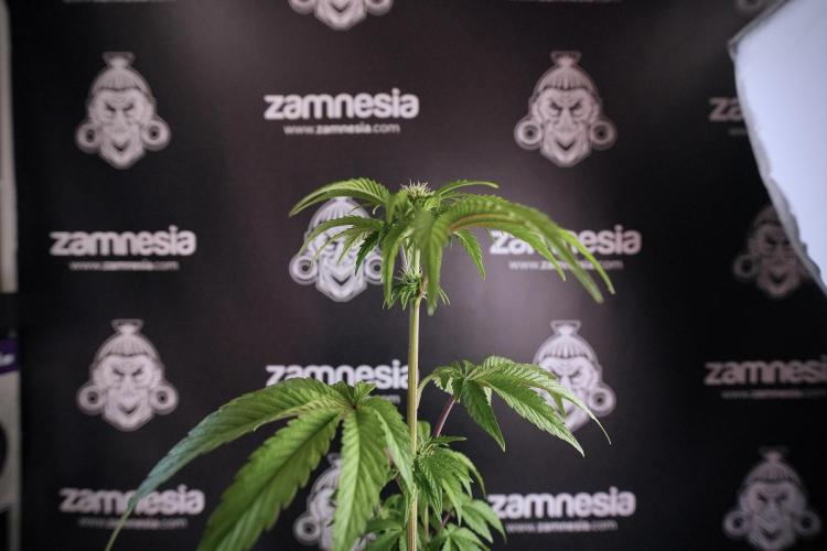 SOUR DIESEL-The Ascension of a Legend. Week 7 - Sour Diesel 