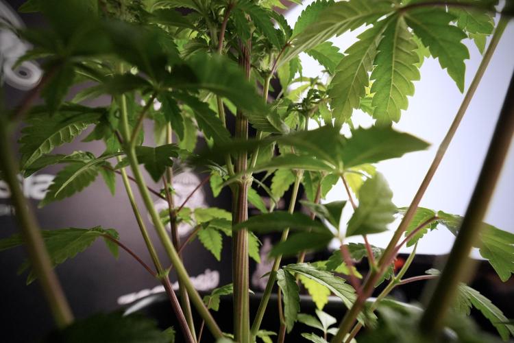 SOUR DIESEL-The Ascension of a Legend. Week 7 - Sour Diesel 