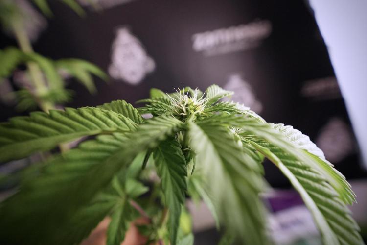 SOUR DIESEL-The Ascension of a Legend. Week 7 - Sour Diesel 