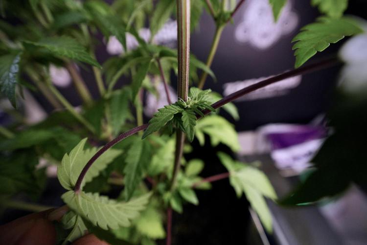 SOUR DIESEL-The Ascension of a Legend. Week 7 - Sour Diesel 