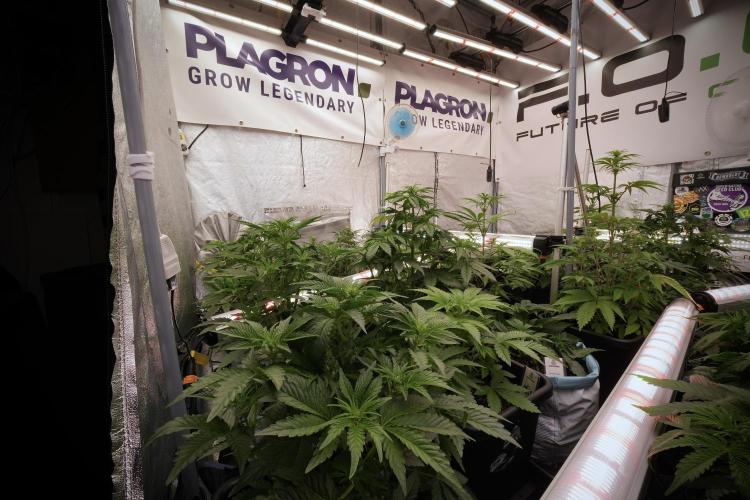 SOUR DIESEL-The Ascension of a Legend. Week 7 - Room and vibes 