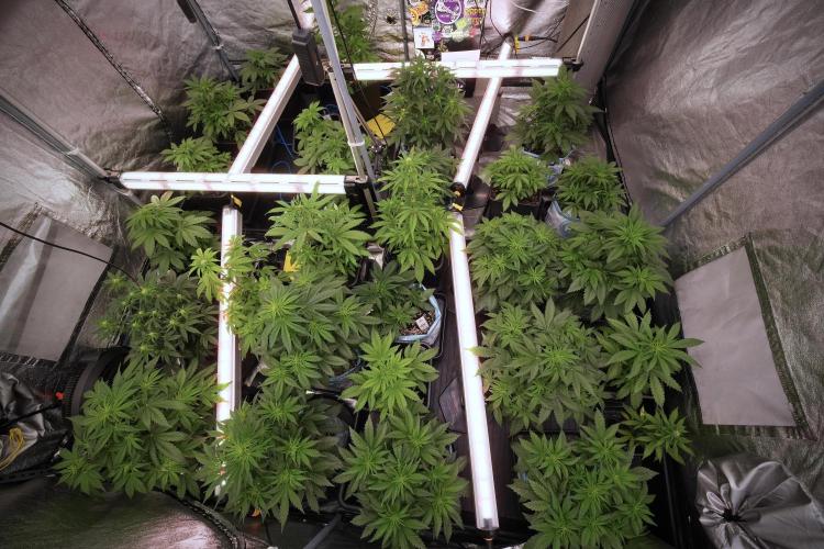 SOUR DIESEL-The Ascension of a Legend. Week 7 - Room and vibes 