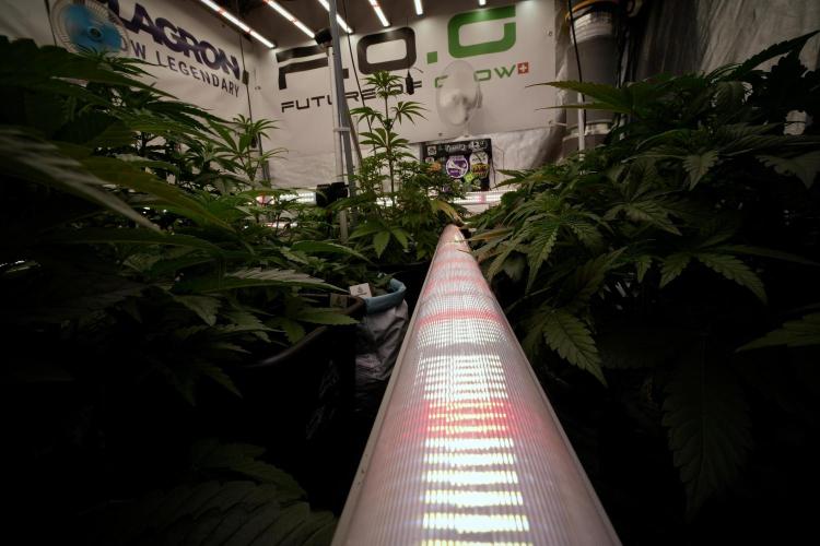 SOUR DIESEL-The Ascension of a Legend. Week 7 - Room and vibes 