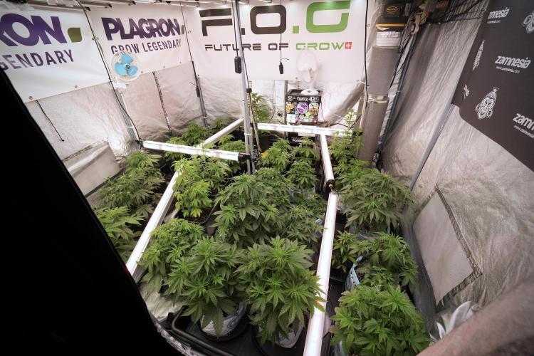 SOUR DIESEL-The Ascension of a Legend. Week 7 - Room and vibes 