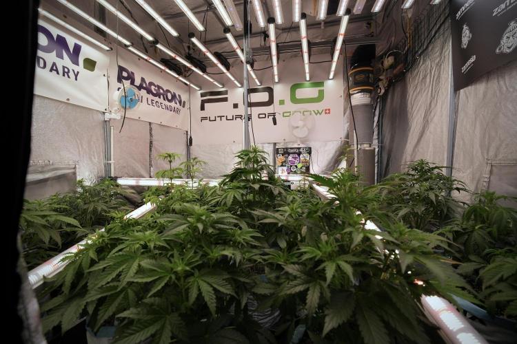 SOUR DIESEL-The Ascension of a Legend. Week 7 - Room and vibes 