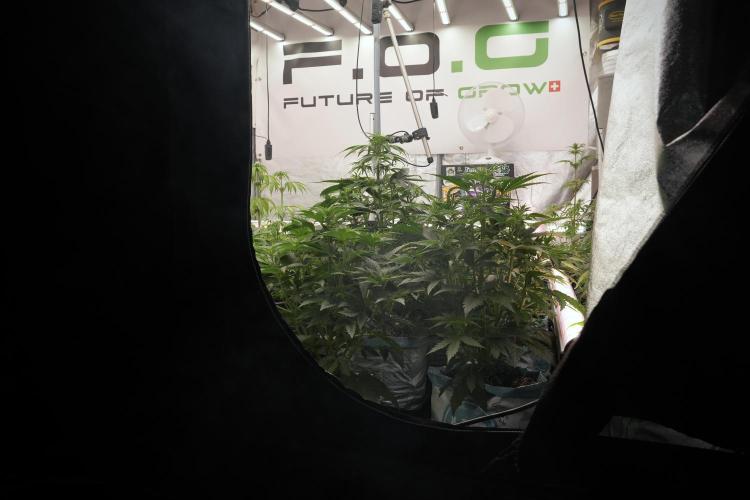 SOUR DIESEL-The Ascension of a Legend. Week 7 - Room and vibes 