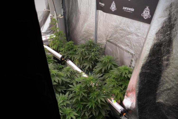 SOUR DIESEL-The Ascension of a Legend. Week 7 - Room and vibes 