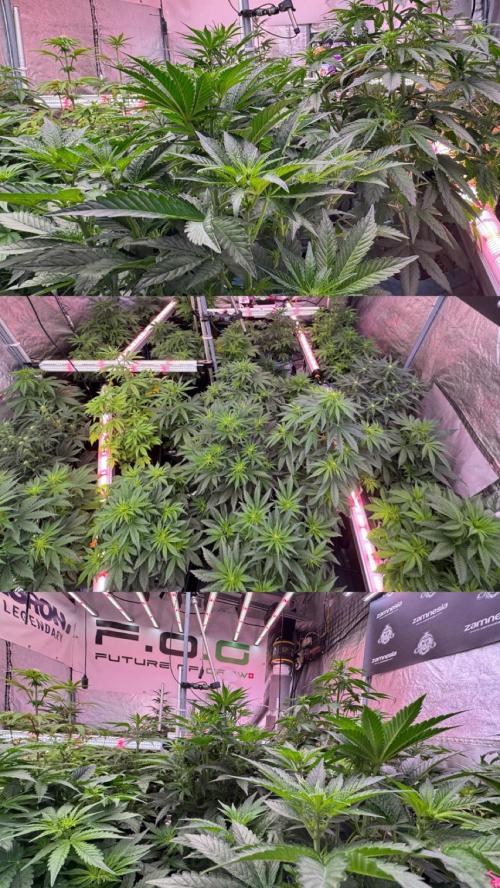 SOUR DIESEL-The Ascension of a Legend. Week 7 - Room and Vibes