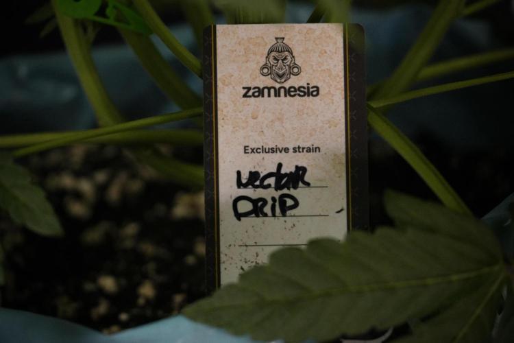 TicaL X Zamnesia-NectarDrip pack#268/750. Week 8 - Nectar Drip 12/12 from seed 