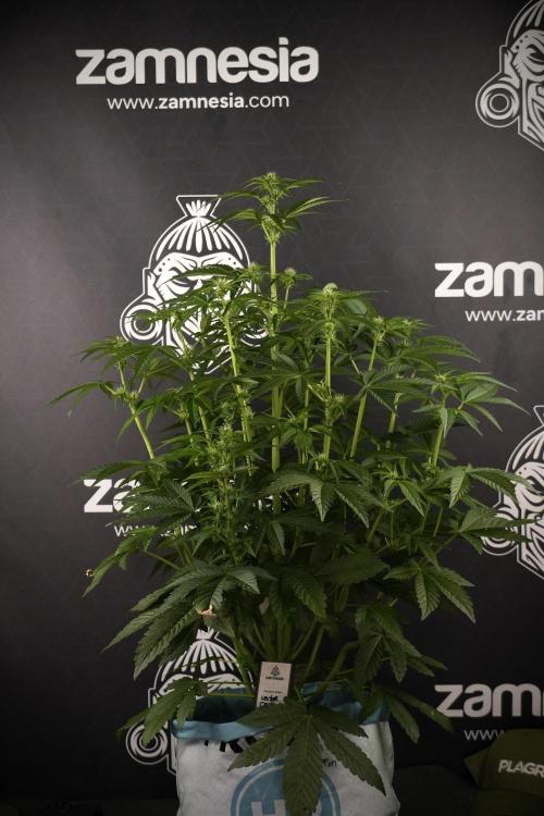 TicaL X Zamnesia-NectarDrip pack#268/750. Week 8 - Nectar Drip 12/12 from seed 