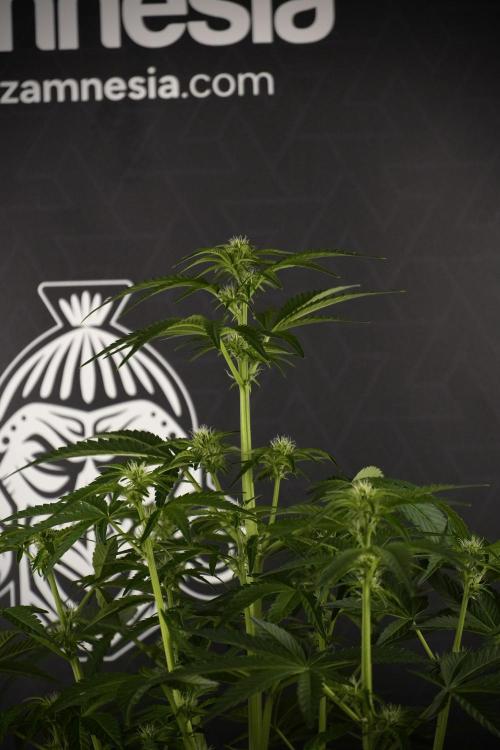 TicaL X Zamnesia-NectarDrip pack#268/750. Week 8 - Nectar Drip 12/12 from seed 