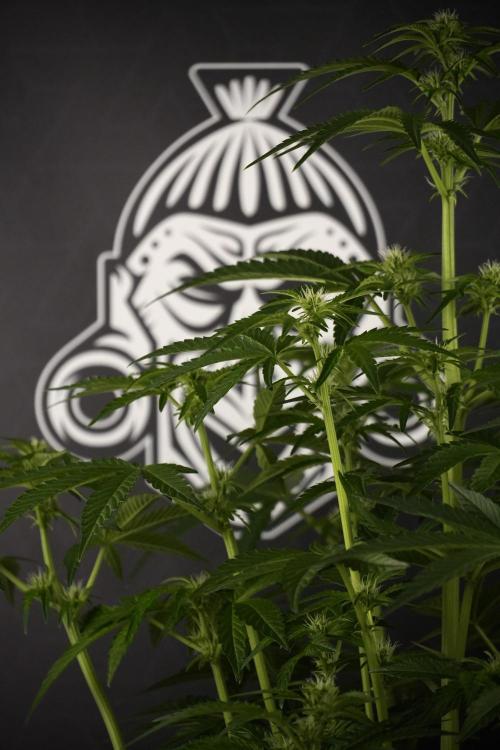 TicaL X Zamnesia-NectarDrip pack#268/750. Week 8 - Nectar Drip 12/12 from seed 