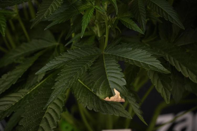 TicaL X Zamnesia-NectarDrip pack#268/750. Week 8 - Nectar Drip 12/12 from seed 