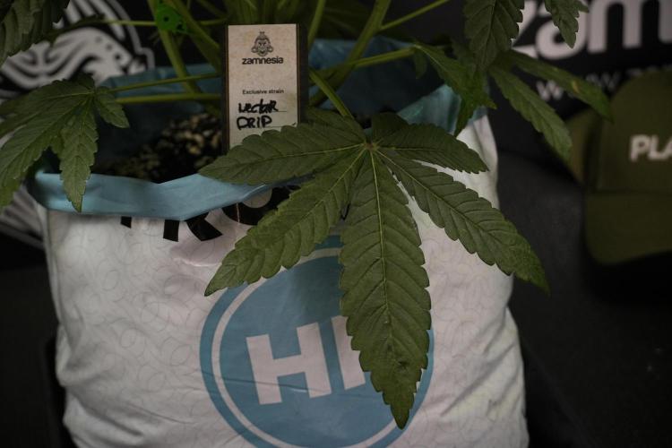 TicaL X Zamnesia-NectarDrip pack#268/750. Week 8 - Nectar Drip 12/12 from seed 