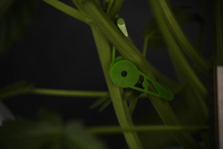 TicaL X Zamnesia-NectarDrip pack#268/750. Week 8 - Nectar Drip 12/12 from seed 