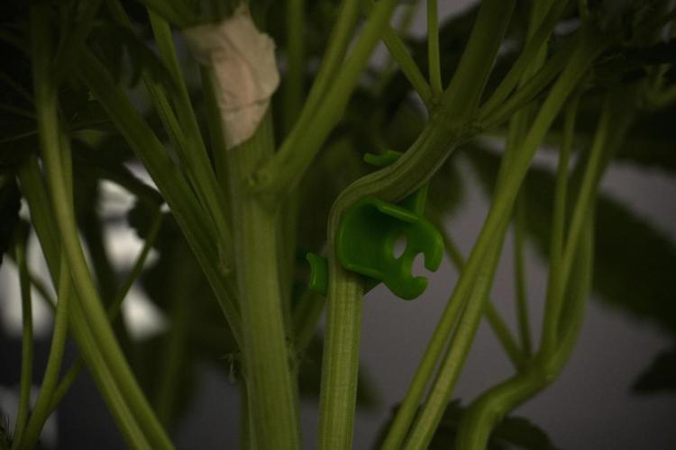 TicaL X Zamnesia-NectarDrip pack#268/750. Week 8 - Nectar Drip 12/12 from seed 