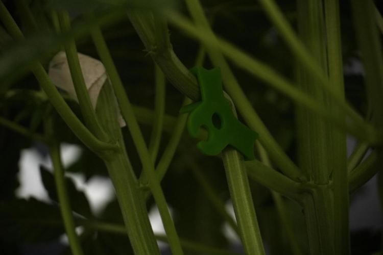 TicaL X Zamnesia-NectarDrip pack#268/750. Week 8 - Nectar Drip 12/12 from seed 