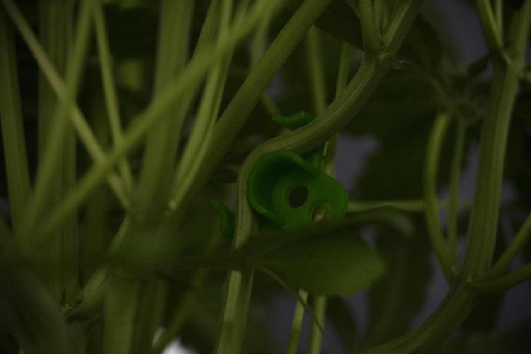 TicaL X Zamnesia-NectarDrip pack#268/750. Week 8 - Nectar Drip 12/12 from seed 