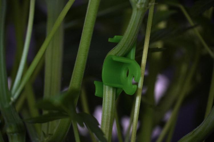 TicaL X Zamnesia-NectarDrip pack#268/750. Week 8 - Nectar Drip 12/12 from seed 