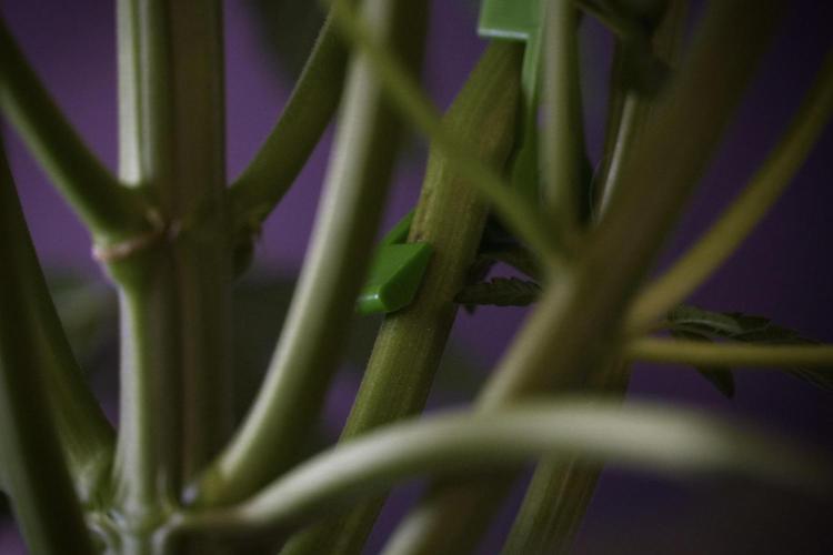 TicaL X Zamnesia-NectarDrip pack#268/750. Week 8 - Nectar Drip 12/12 from seed 