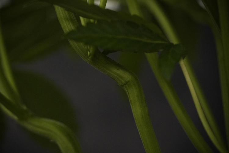 TicaL X Zamnesia-NectarDrip pack#268/750. Week 8 - Nectar Drip 12/12 from seed 