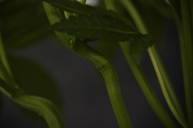 TicaL X Zamnesia-NectarDrip pack#268/750. Week 8 - Nectar Drip 12/12 from seed 