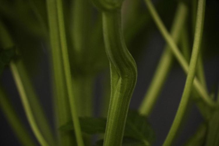 TicaL X Zamnesia-NectarDrip pack#268/750. Week 8 - Nectar Drip 12/12 from seed 