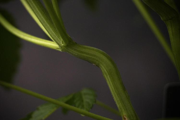 TicaL X Zamnesia-NectarDrip pack#268/750. Week 8 - Nectar Drip 12/12 from seed 